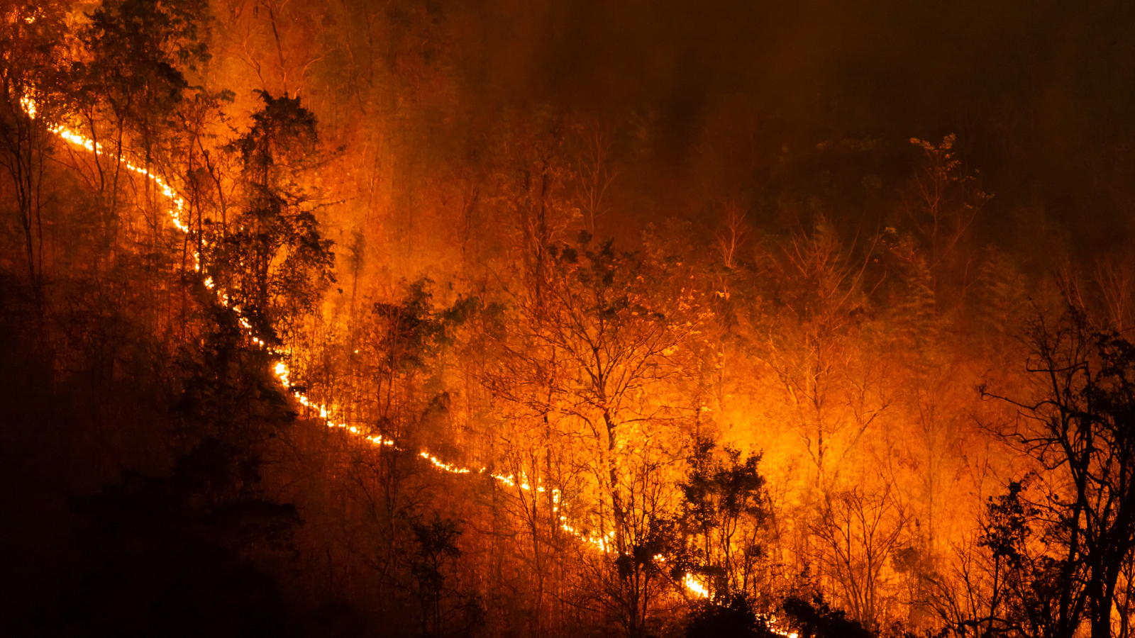 Wildfire Season & Your AC: What You Need To Know